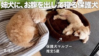 保護犬マルプー、姉犬と距離が近づいてきた11日目。初めて階段も登れました。