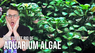 How to Prevent & Get Rid of Algae in the Planted Aquarium | EP9 Planted Tank Overview