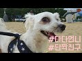 ⏰1분파마⏰ 바다를 처음 본 강아지 파도 모야 이거 무서워 perma sees the sea for the first time