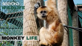 S11E09 | Elderly Golden-Cheeked Gibbon Alex Causes Concern | Monkey Life | Beyond Wildlife