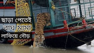 গ্রামের মধ্যে ঢুকে যাওয়া বাঘ কে পুনরায় জঙ্গলে ছেড়ে দেয়া হলো