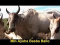 babba saadu fulbe with subtitle