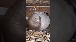 #trending #viral #shokdar #pigeon