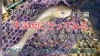 小渓流に行ってみる　実釣編　岩手県北上山地　内陸部　ガイド　ガイドポイント　3月の釣り　フライフィッシング  ヤマメ　イワナ　岩手の釣り　渓流釣り　渓流ルアー　