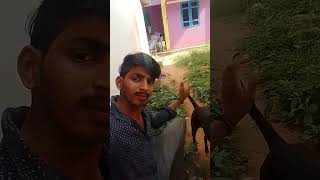 Madurai Muthu#😘 $comedy video #YouTubeohrs# funnyshors#shors# shors#