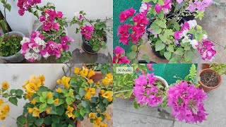 Ka Saron(Bougainvillea) par theilo ka tihpar dan