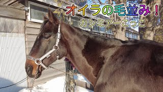 あーこっこ乗馬日記 〜オイラのほかほかな冬毛、カシミアーこと言われる本領見せたる！