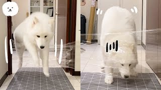 My Samoyed Dod Reacts To The INVISIBLE CHALLENGE!!【Samoyed PUMPKIN】