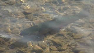 Winter Trout Stocking at Locust Lake, Schuylkill County (B-Roll)