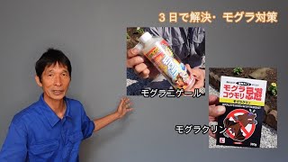 3日で解決したモグラ避け（DIY編１４）