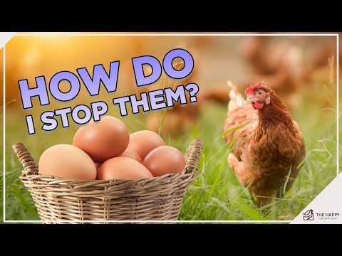 Is it normal for chickens to bury their eggs?
