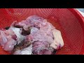 아귀 손질법 공개 수산물 손질달인이 알려주는 활아귀 손질 노하우 how to cut angler fish and monkfish