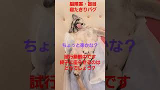 試行錯誤中です #認知症犬 #shorts