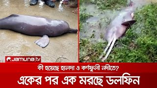 ৪ বছরে ৩১ ডলফিনের মৃত্যু; বাংলাদেশ থেকে বিলুপ্তির আশঙ্কা | Dolphin Dead