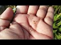 जखिया का पौधा पहाड़ी जीरा mountain cumin jakhiya is grown in uttarakhand उत्तराखंड का तड़का जखिया