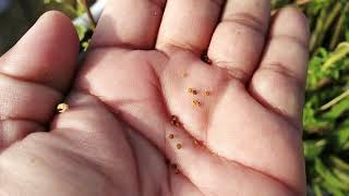 जखिया का पौधा/पहाड़ी जीरा/mountain cumin/Jakhiya is grown in Uttarakhand/उत्तराखंड का तड़का जखिया/