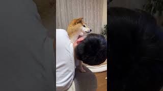 Shiba Inu receives loving harassment from owner #shorts #shibainu #shiba