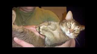 my abyssinian,  last moments ,, 2008-2012--Damara,