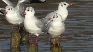 Gulls on a Lazy Sunday Afternoon.