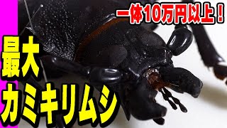 10万越え！超巨大カミキリムシ！　タイタンオオウスバカミキリ