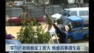 20130318_15301老樹搬家工程大 慎重其事護生命