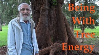 Being With Tree Energy