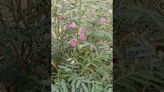 plant for Herbarium_3(with classification)_Tephrosia purpurea