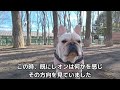 【※閲覧注意】【説明文を読んでからご視聴ください】ドッグランの咬犬事故に遭遇★助けに行くレオン★９９回目★