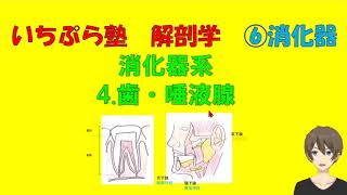 【いちぷら塾】解剖学　6消化器系　4歯・唾液腺 #あん摩マッサージ指圧師、鍼灸師