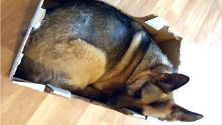 Funniest & Cutest German Shepherd Videos - Funny & Cute dog compilation