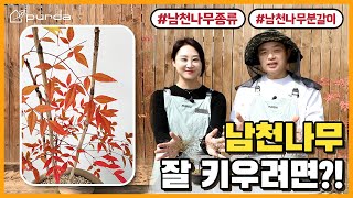 더 매력적인 남천나무로 키우기 위해서 꼭 봐야하는 영상! 베트남토분에 분갈이 심기, 구매 팁까지! + 남천나무 종류ㅣNamcheon Tree