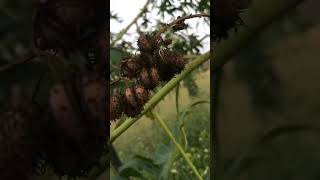 Aamanakku chedi / Castor plant