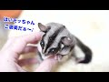 モモンガ・・飛びます！