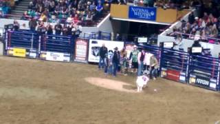 NWSS 2017 Bailee mutton bustin