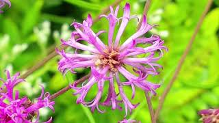 Flora of Xeric Sandhills in the Longleaf Ecosystem | Part 2: Asters, Grasses, \u0026 Legumes