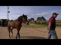 Manejo natural Quitar resabio dificultad cabezada. Montar potro por primera vez en un van o remolque