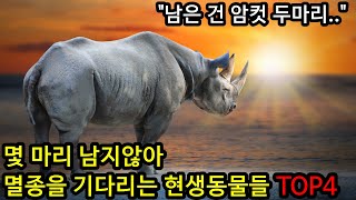 몇 마리 남지않아 멸종을 기다리는 현생동물들 TOP4