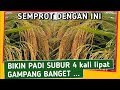 BUKTIKAN !! PAKAI BAHAN INI PADI LEBIH SUBUR 4 KALI LIPAT DARI BIASANYA