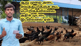 நாட்டு கோழி பண்ணை மற்றும் கால்நடை வளர்ப்பு பற்றிய சந்தேங்கள்.