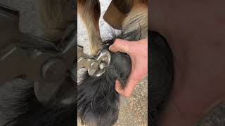 Long ergot needs trimming ! #farrier #satisfying #asmr#farrierlife