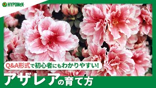 ☘86：アザレアの育て方｜苗の植えつけ方や日々の管理、水やりや肥料の与え方などご紹介【PlantiaQ\u0026A】植物の情報、育て方をQ\u0026A形式でご紹介