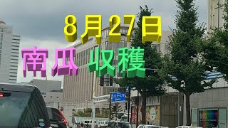 南瓜収穫、放任栽培え、42個収穫した。ロロンだけど形と色が変だよ。メロン4個収穫で甘味無。スイカ５個で沈没。来年だね。