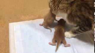 子猫を籠へ運ぶ母猫 / Mother cat carrying kitten to basket