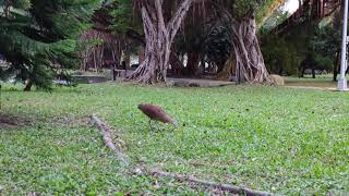 【黑冠麻鷺】 校園大笨鳥和蚯蚓拔河  蚯蚓被吃辛酸畫面