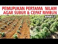 PART 2  BAHAN PUPUK PERTAMA NILAM AGAR TUMBUH SUBUR & CEPAT BESAR