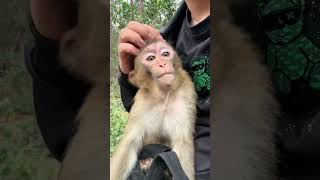 Completely impressed by the monkey