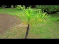 wild date palm at palm garden nevis