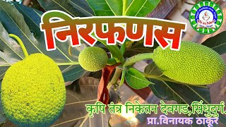 नीरफणस / ब्रेडफ्रुट लागवड , Nirfanas /Breadfruit cultivation व व्यावसायिक महत्व