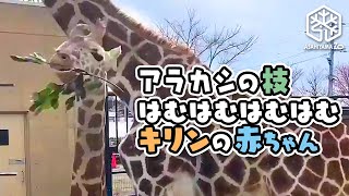 【旭山動物園】アラカシの枝 はむはむはむはむ キリンの赤ちゃん♪ [Asahiyama Zoo] Baby giraffe keeps chewing on oak leaves.