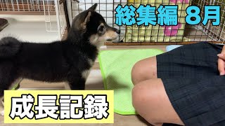 【豆柴】生後3ヶ月の子犬の成長記録〜大きくなってきた〜【総集編：8月】Growth record video of a 3 month old puppy